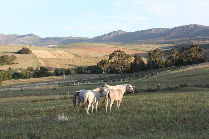 Hartebeesrivier Shabach Farm 빌라 외부 사진
